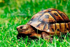 Land home turtle - kako skrbeti? Land home turtle - kako skrbeti?